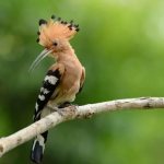 Description of hoopoe photo