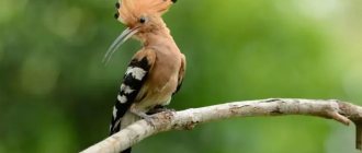 Description of hoopoe photo