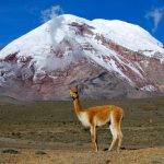 Description of vicuna photo