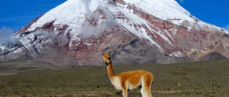 Description of vicuna photo