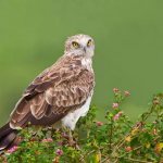 Description of the snake eagle photo