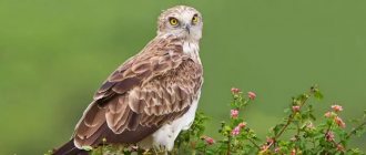 Description of the snake eagle photo