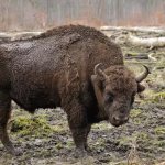 Description of the bison