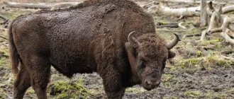 Description of the bison