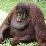 orangutan - photo