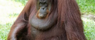 orangutan - photo