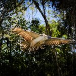 Eagle in flight