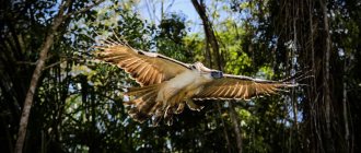 Eagle in flight