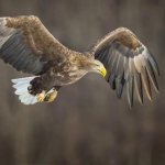 white-tailed eagle