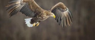 white-tailed eagle