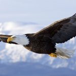 Eagle flight