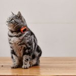 Collar with GPS for cats