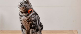 Collar with GPS for cats