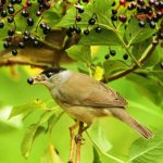 Feeding features of the warbler bird photo