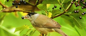 Feeding features of the warbler bird photo