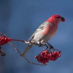 Peculiarities of feeding photo