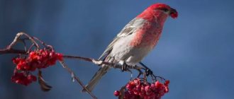 Peculiarities of feeding photo