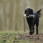 Features of dog breeds for hunting