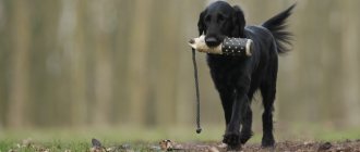 Features of dog breeds for hunting