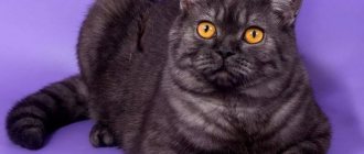 Features of the Scottish Straight or Scottish Straight cat breed