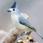 Sharp-crested tit, bird,