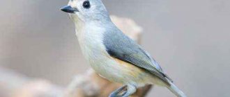 Sharp-crested tit, bird,