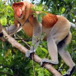 The islands of Borneo are the main refuge of long-nosed monkeys