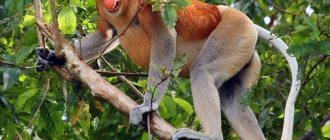 The islands of Borneo are the main refuge of long-nosed monkeys