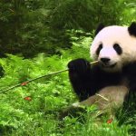 Where does a panda have 6 toes and other interesting facts about the bamboo bear