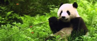 Where does a panda have 6 toes and other interesting facts about the bamboo bear