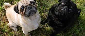 Relationships with other animals - Pug character