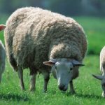 Sheep-animal-Description-features-species-lifestyle-and-habitat-of-sheep-1