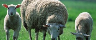 Sheep-animal-Description-features-species-lifestyle-and-habitat-of-sheep-1