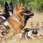 Shepherd dogs of different colors