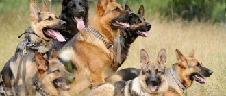 Shepherd dogs of different colors