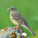 bunting passerine bird