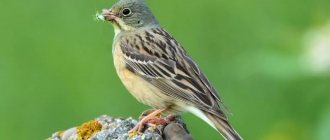 bunting passerine bird