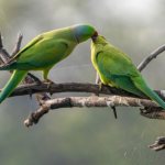 Parrots kissing