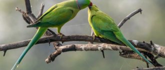 Parrots kissing