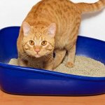 Cat litter box smells: how to get rid of the smell and cleaning products