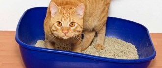 Cat litter box smells: how to get rid of the smell and cleaning products