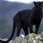 Panther