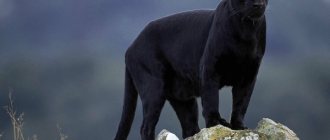 Panther