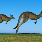 Kangaroo couple jumping