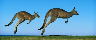 Kangaroo couple jumping