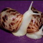 Pair of Achatina snails