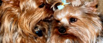 A pair for breeding a Yorkie is selected in advance