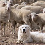 Shepherd dog guards the herd