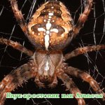 Cross spider