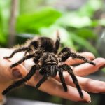 Spiders: description, structure and lifestyle